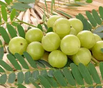 Amla